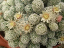 Mammillaria gracilis