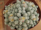Mammillaria gracilis