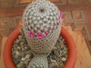 Mammillaria haageana
