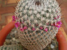 Mammillaria haageana