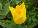 Tulipa Flashback (2013, April 21)