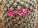 Mammillaria haageana