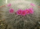 Mammillaria haaniana