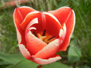 Tulipa Leen van der Mark (2013, April 21)