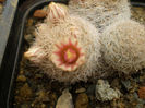 Mammillaria magallani