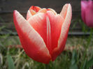 Tulipa Leen van der Mark (2013, April 21)