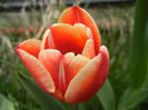 Tulipa Leen van der Mark (2013, April 21)