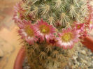 Mammillaria microhelia