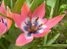 Tulipa Little Beauty (2013, April 21)