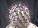 Mammillaria microhelia red spines