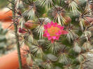 Mammillaria microhelia red spines