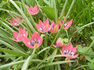 Tulipa Little Beauty (2013, April 21)