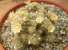 Mammillaria prolifera v. texana