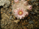 Mammillaria lasiacantha