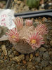 Mammillaria lasiacantha