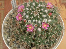 Mammillaria winteriana