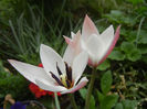 Tulipa Peppermint Stick (2013, April 21)