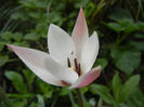 Tulipa Peppermint Stick (2013, April 21)