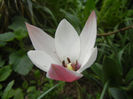 Tulipa Peppermint Stick (2013, April 21)