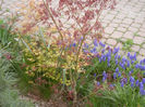 Acer palmatum & Muscari (2013, Apr.20)