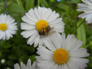 Bee on Bellis perennis (2013, April 21)