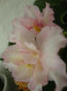 DSC06952
