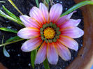gazania