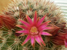 Mammillaria bella