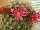 Mammillaria bella