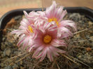 Thelocactus lausseri