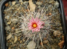 Thelocactus lausseri