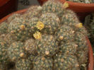 Mammillaria prolifera