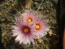 Thelocactus lausseri