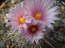 Thelocactus lausseri