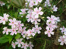 phlox sub. "Candy Stripe"