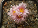 Thelocactus lausseri