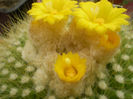 Parodia chrysacanthion