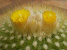 Parodia chrysacanthion