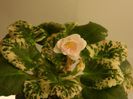 DSCN0387