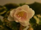 DSCN0388