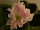DSCN0356