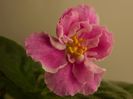 DSCN0354