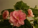 DSCN0349