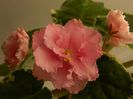 DSCN0348