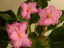 DSCN0341