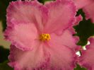 DSCN0340