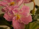 DSCN0338