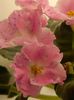 DSCN0337