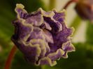 DSCN0335