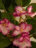 DSCN0314